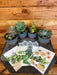 The Plant Farm® Gift Set of 4 Succulent Box, Create your own gifts