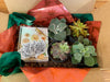 The Plant Farm® Gift Set of 4 Succulent Box, Create your own gifts