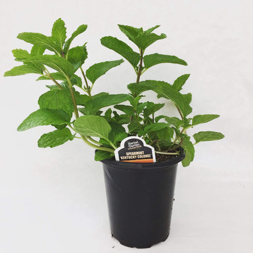 The Plant Farm Herbs 4" Plant Kentucky Colonel Spearmint Herb
