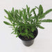 The Plant Farm Herbs 4" Plant Lavender French Herb