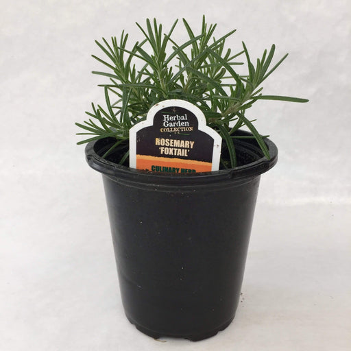 The Plant Farm Herbs 4" Plant Rosemary Foxtail Herb