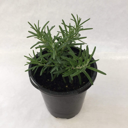 The Plant Farm Herbs 4" Plant Rosemary Foxtail Herb