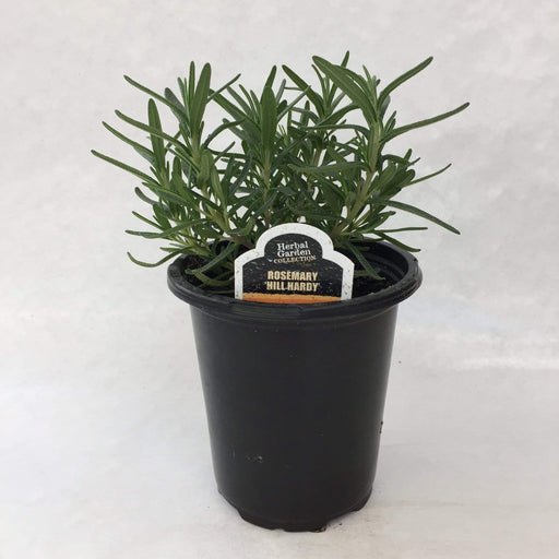 The Plant Farm Herbs 4" Plant Rosemary Hill Hardy Herb