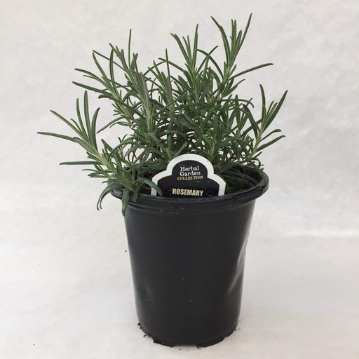The Plant Farm Herbs 4" Plant Rosemary Officinalis Herb