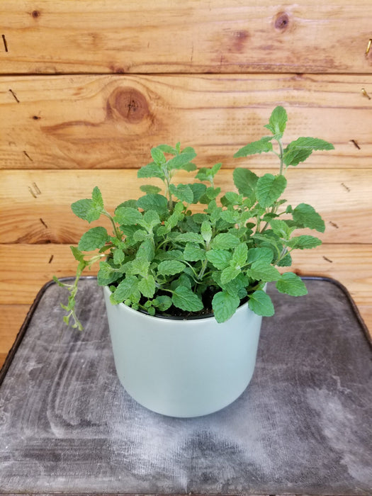The Plant Farm® Herbs Mint Strawberry, 4" Plant