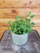 The Plant Farm® Herbs Mint Strawberry, 4" Plant