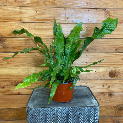 The Plant Farm Houseplant Microsorum Musifolium Crocodile Fern, 6” Plant