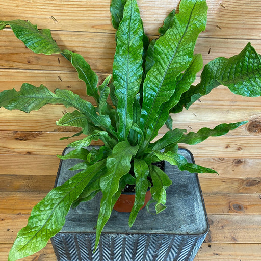 The Plant Farm Houseplant Microsorum Musifolium Crocodile Fern, 6” Plant