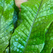 The Plant Farm Houseplant Microsorum Musifolium Crocodile Fern, 6” Plant