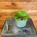 The Plant Farm Houseplants 1s Hoya Erythrostemma Splash-Pick Your Plant, 4" Plant