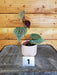 The Plant Farm Houseplants 1s Piperaceae Piper Ornatum-Pick Your Plant, 2" Plant