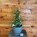 The Plant Farm Houseplants 1s Wax Ivy Trellised-Pick Your Plant, 6" Plant