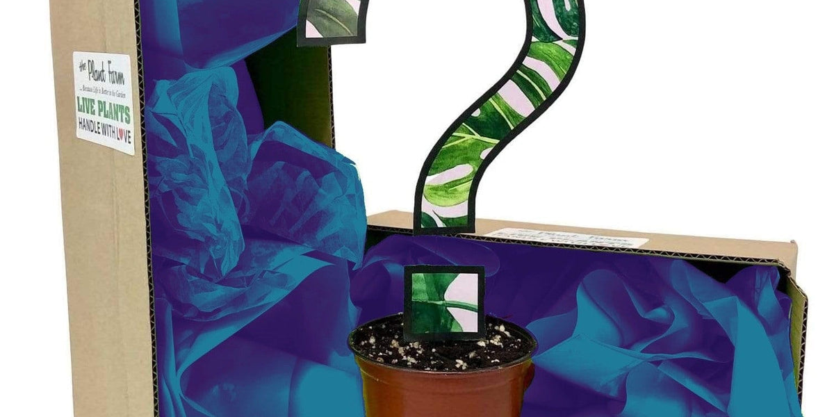 house plants subscription box 2" Subscription Box — The Plant Farm®