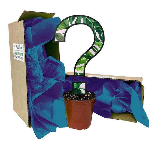 The Plant Farm Houseplants 2" Subscription Box