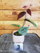 The Plant Farm Houseplants 3s Piperaceae Piper Ornatum-Pick Your Plant, 2" Plant