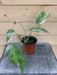 The Plant Farm Houseplants 4” Plant Epipremnum Pinnatum Variegated, 4" Plant