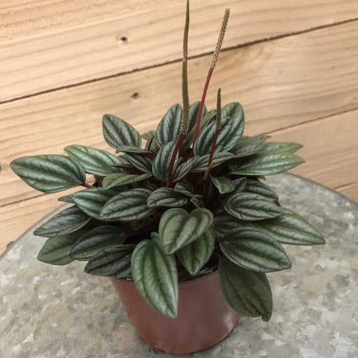 The Plant Farm Houseplants 4" Plant Peperomia San Marino, 4" Plant