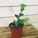 The Plant Farm Houseplants 4" Plant Selenicereus Anthonyanus Fishbone Cactus