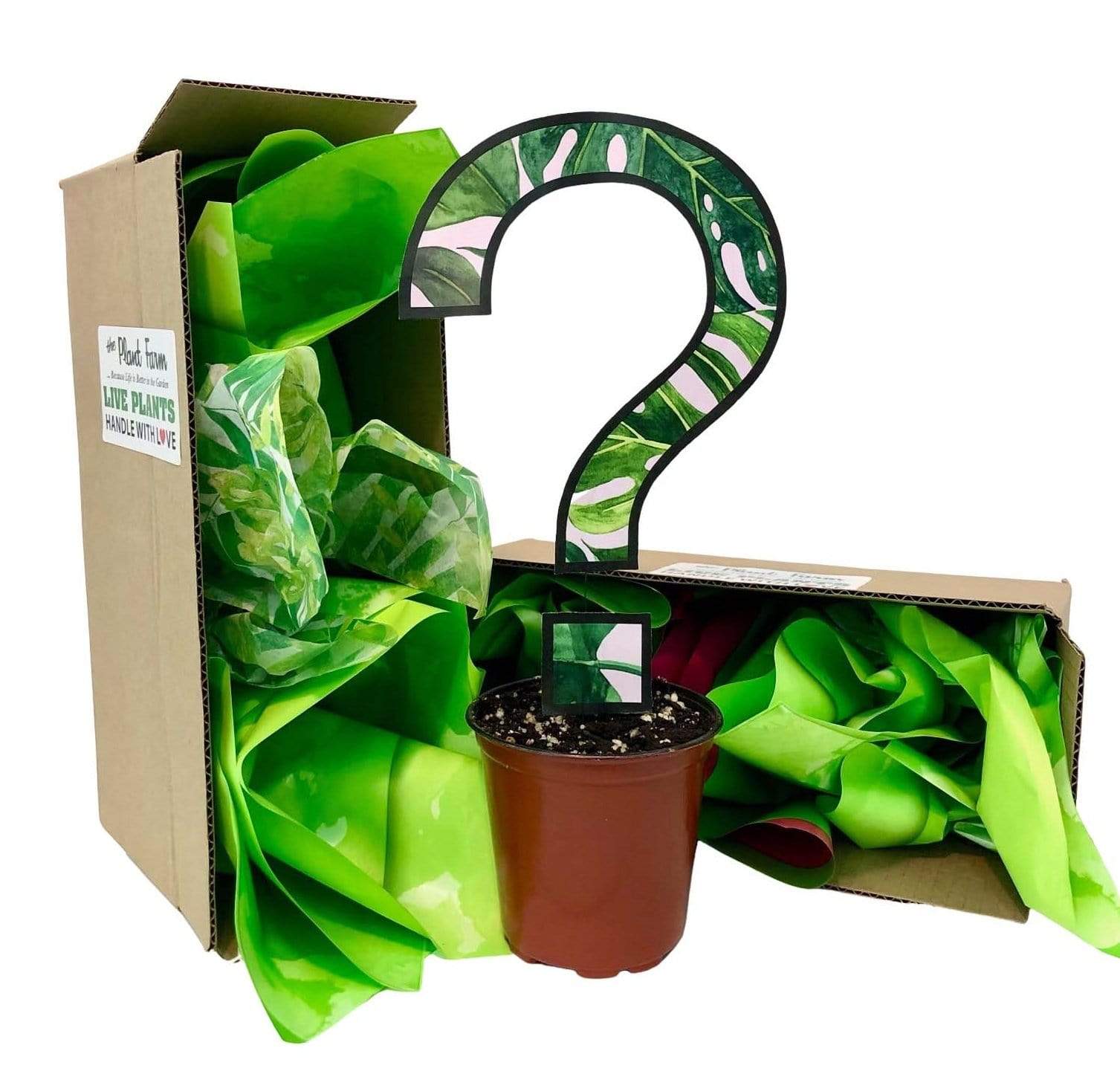 house plants subscription box 4" Subscription Box