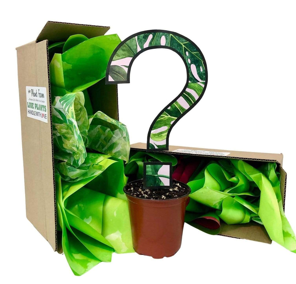 air plant subscription box 4
