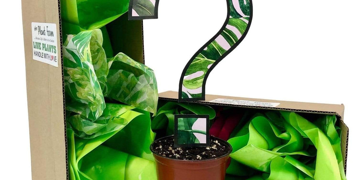 house plant shop subscription box 4" Subscription Box — The Plant Farm®