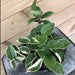 The Plant Farm Houseplants 6" Plant Hoya Carnosa Krimson Queen