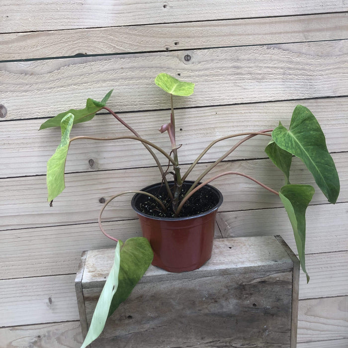 The Plant Farm Houseplants 6" Plant Philodendron Painted Lady