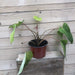 The Plant Farm Houseplants 6" Plant Philodendron Painted Lady