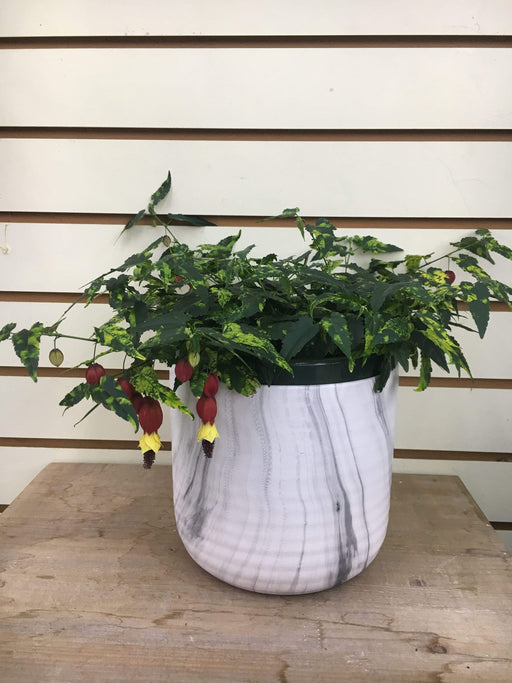 The Plant Farm Houseplants Abutilon Chinese Lantern, 6" Plant