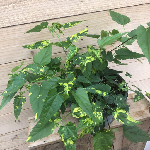 The Plant Farm Houseplants Abutilon Chinese Lantern, 6" Plant