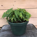 The Plant Farm Houseplants Abutilon Chinese Lantern, 6" Plant