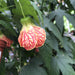 The Plant Farm Houseplants Abutilon Red Tiger, 2" Plant