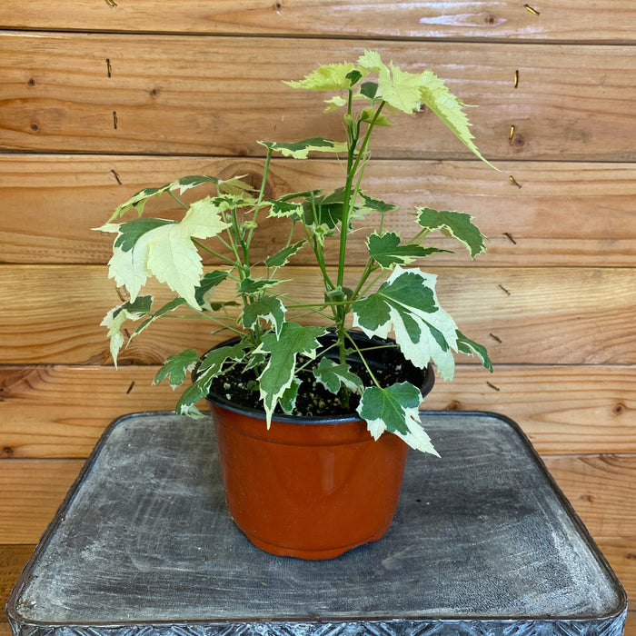 The Plant Farm Houseplants Abutilon Savitzii, 6" Plant