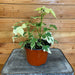 The Plant Farm Houseplants Abutilon Savitzii, 6" Plant