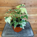 The Plant Farm Houseplants Abutilon Savitzii, 6" Plant