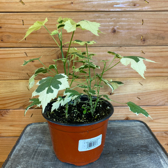 The Plant Farm Houseplants Abutilon Savitzii, 6" Plant