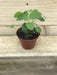 The Plant Farm Houseplants Acalypha Pendula Strawberry Firetails, 2" Plant