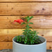 The Plant Farm Houseplants Aeschynanthus Lipstick Buxifolius Box Leaf, 2" Plant