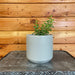 The Plant Farm Houseplants Aeschynanthus Lipstick Buxifolius Box Leaf, 4" Plant