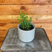 The Plant Farm Houseplants Aeschynanthus Lipstick Buxifolius Box Leaf, 4" Plant