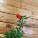 The Plant Farm Houseplants Aeschynanthus Lipstick Buxifolius Box Leaf, 4" Plant