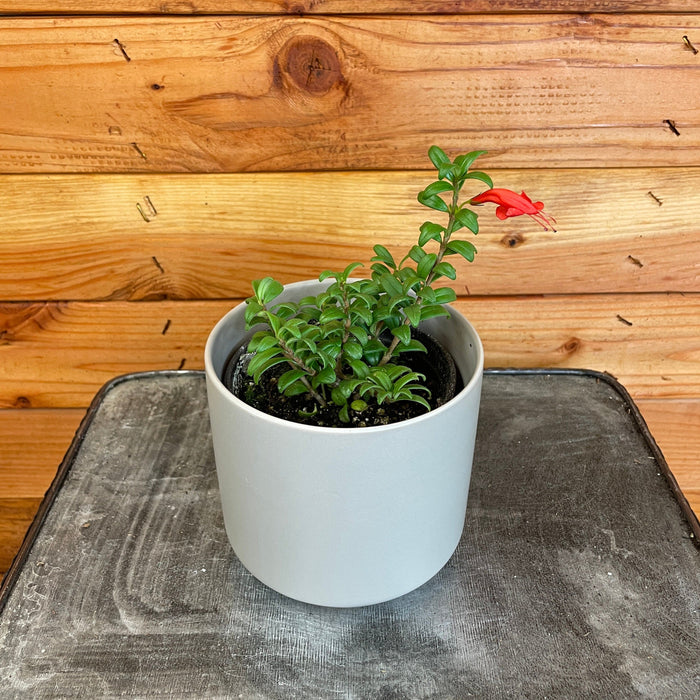 The Plant Farm Houseplants Aeschynanthus Lipstick Buxifolius Box Leaf, 4" Plant