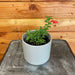 The Plant Farm Houseplants Aeschynanthus Lipstick Buxifolius Box Leaf, 4" Plant
