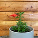 The Plant Farm Houseplants Aeschynanthus Lipstick Buxifolius Box Leaf, 4" Plant