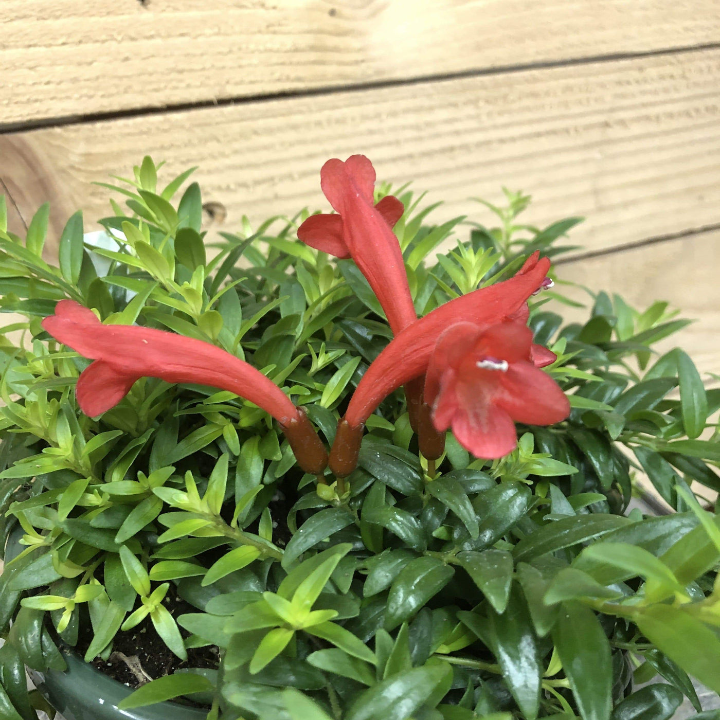 Aeschynanthus Lipstick Japhrolepis, 2" Plant — The Plant Farm®