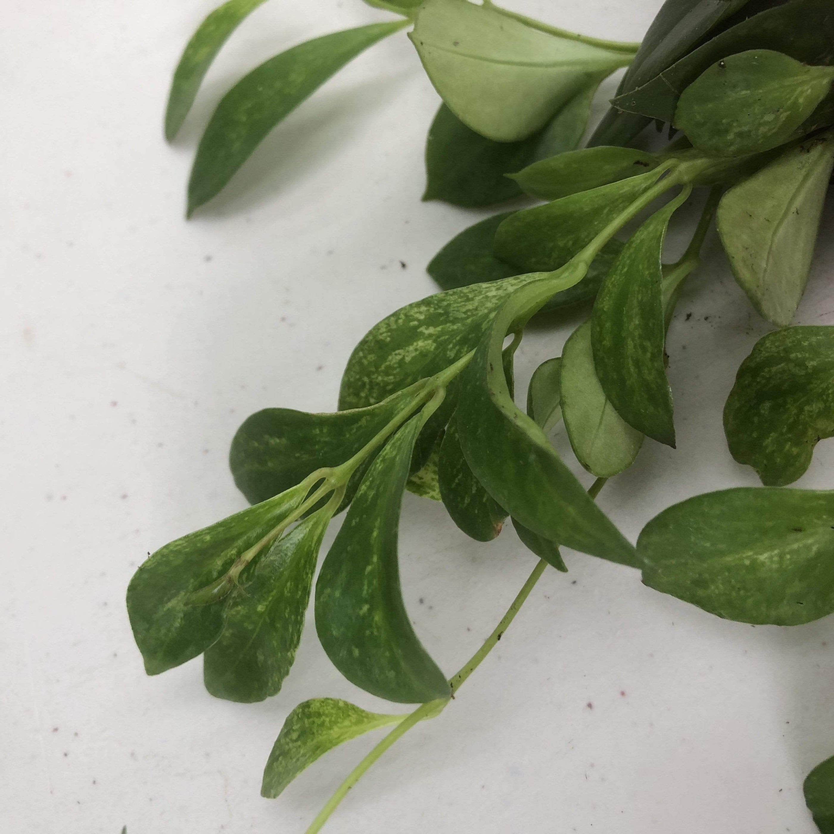 Aeschynanthus Lipstick Mini Variegated, Cuttings x5 — The Plant Farm®