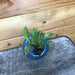 The Plant Farm Houseplants Aeschynanthus Lipstick Mini Variegated, Starter Plug