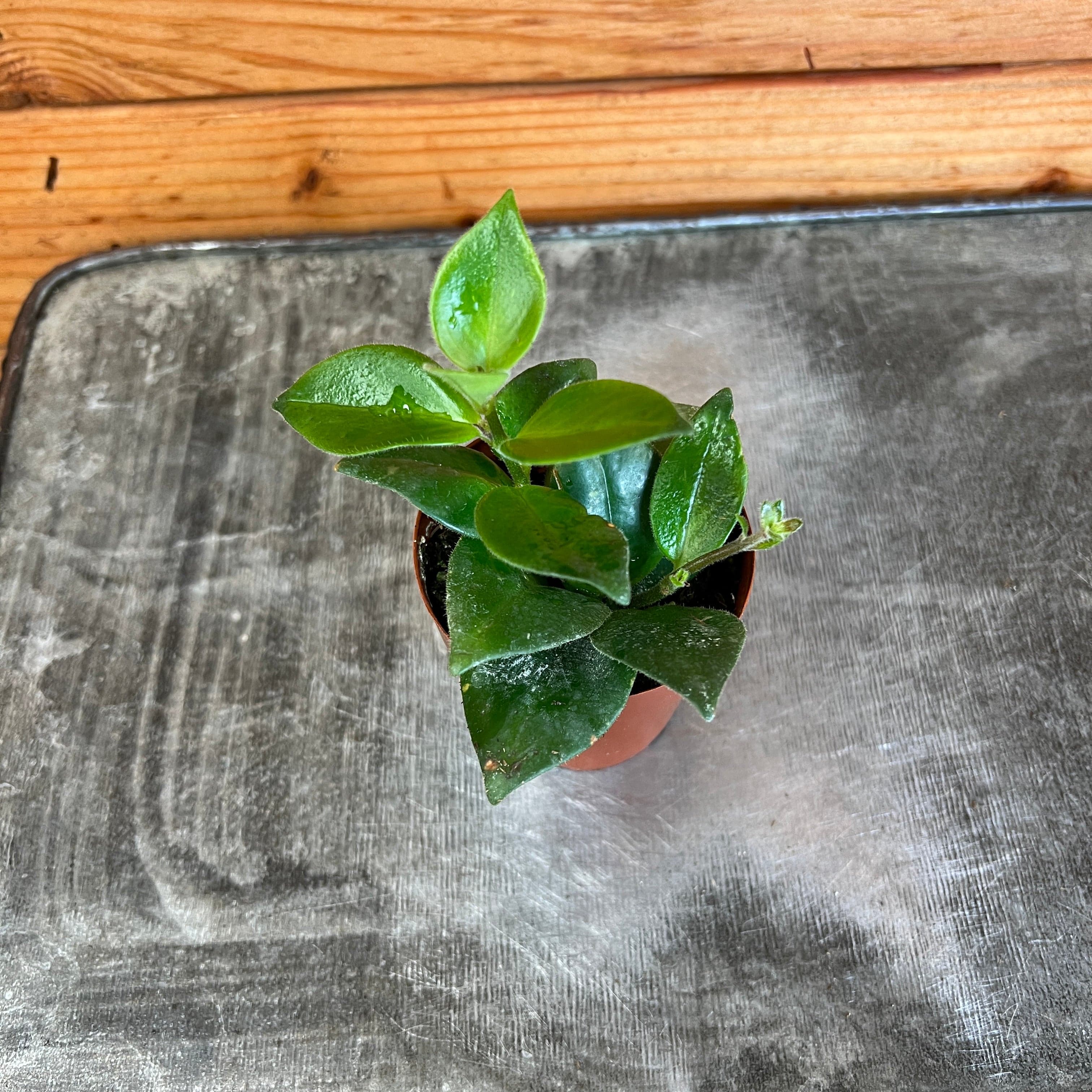 mona lisa succulent Aeschynanthus Lipstick Mona Lisa, 2" Plant, The Plant Farm