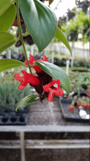 The Plant Farm Houseplants Aeschynanthus Lipstick Mona Lisa, Cutting x5