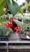 The Plant Farm Houseplants Aeschynanthus Lipstick Mona Lisa, Cutting x5